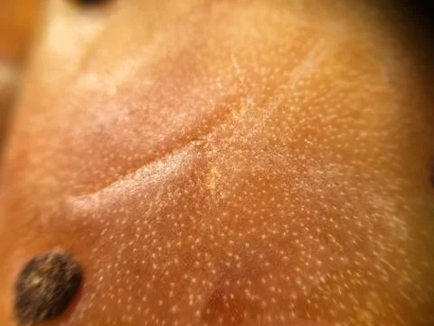 Cactus fruit background unit isolate Stock Photos