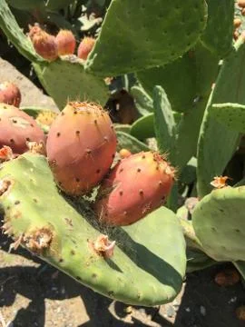 Cactus fruit background unit isolate Stock Photos