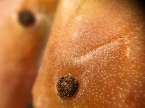 Cactus fruit background unit isolate Stock Photos