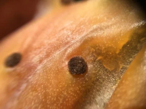 Cactus fruit background unit isolate Stock Photos