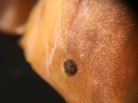 Cactus fruit background unit isolate Stock Photos