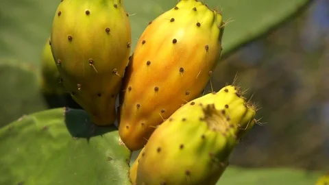 Cactus Fruit Stock Footage 93089326