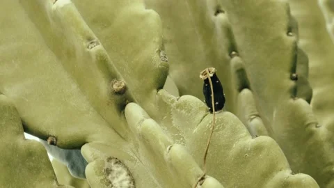 Cactus fruit old Stock Footage 205356623