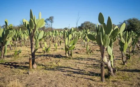 Cactus fruit or prickly pear plantation with many cacti rows in Omaruru, Namibia Stock Photos