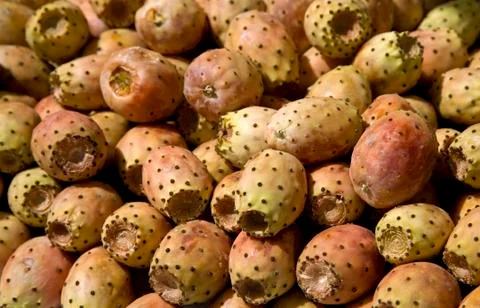 Cactus fruit Stock Photos