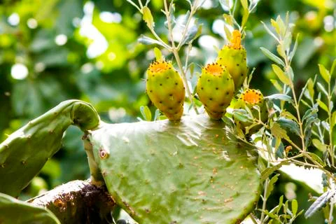Cactus fruit Stock Photos