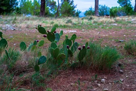 Cactus fruit Stock Photos