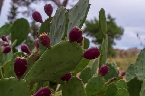 Cactus fruit Stock Photos