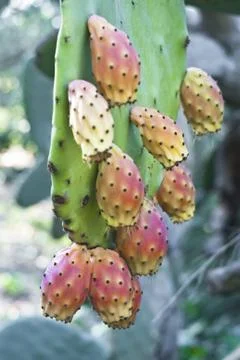 Cactus fruit, prickly pears Stock Photos