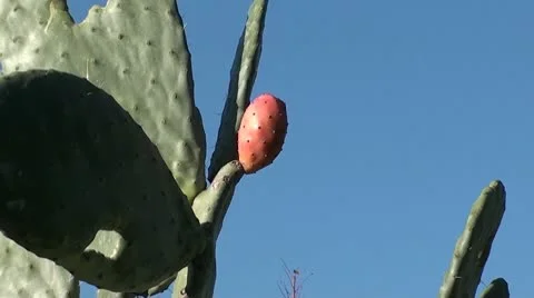 Cactus fruit zoom out Stock Footage 10746951