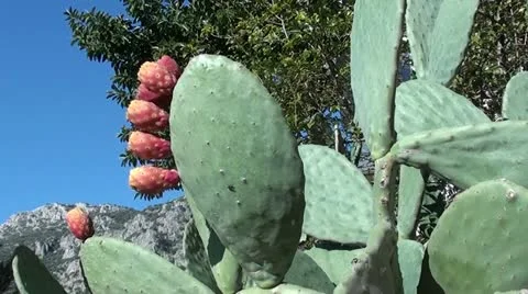 Cactus with fruits Stock Footage