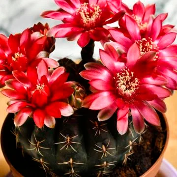 Cactus in full bloom Stock Photos