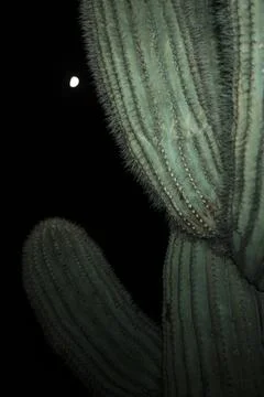 Cactus Fuzzy Moon Stock Photos