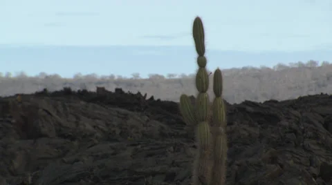 A cactus on the Galapagos islands. Stock Footage 39485022