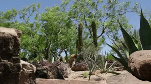 Cactus Garden Stock Footage 22774668