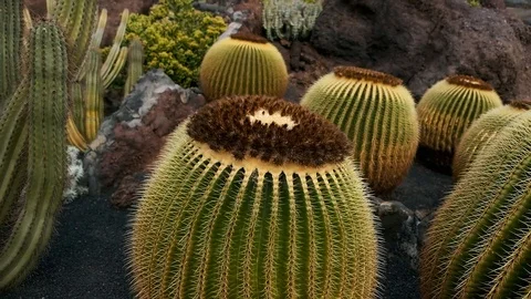Cactus Garden Stock Footage 102069413