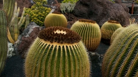 Cactus Garden Stock Footage 102188193