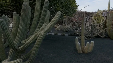 Cactus Garden Stock Footage 102204299
