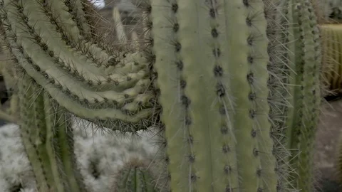 Cactus Garden Stock Footage