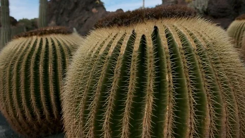 Cactus Garden Видео 102337179