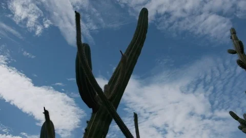 Cactus Garden Stock Footage 102504832