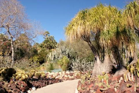 Cactus garden Stock Photos