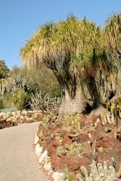 Cactus garden Stock Photos
