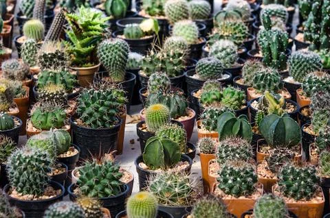 The cactus garden Foto stock