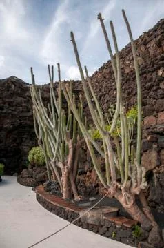 Cactus garden Stock Photos