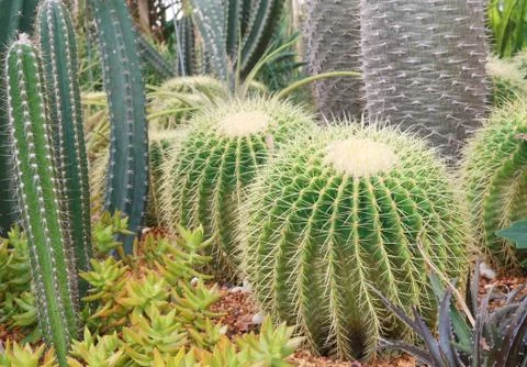 Cactus garden Stock Photos