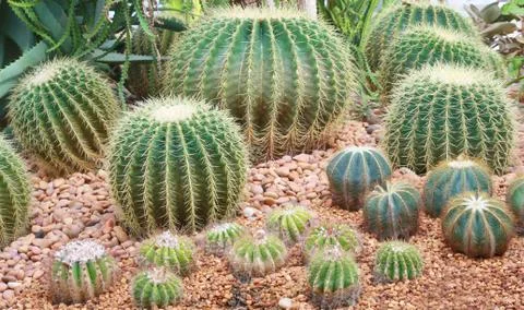 Cactus garden Stock-Fotos