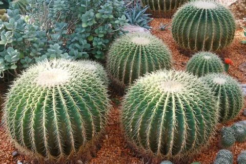 Cactus garden Stock Photos