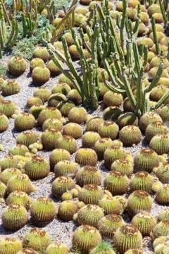 Cactus garden Foto stock