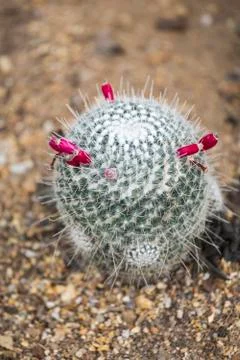 Cactus in garden Stock Photos