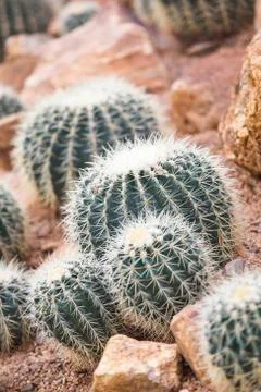 Cactus in garden Stock Photos