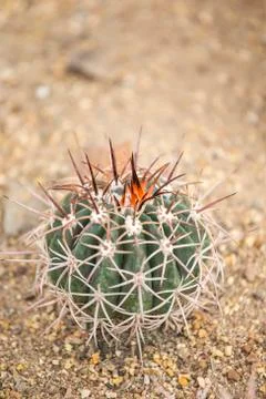 Cactus in garden Foto stock