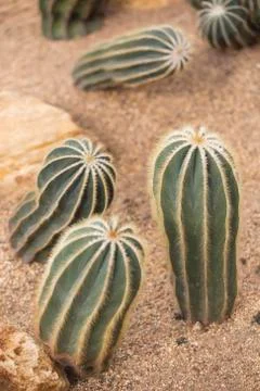 Cactus in garden Foto stock