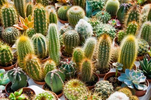 Cactus in a garden Stock Photos