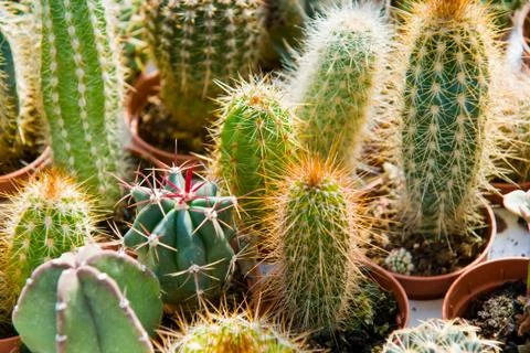 Cactus in a garden Stock Photos