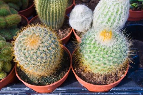 Cactus in a garden Stock Photos