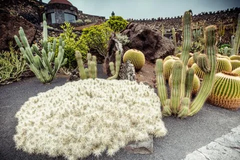Cactus garden Stock Photos