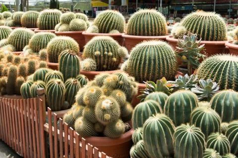 Cactus garden Stock Photos