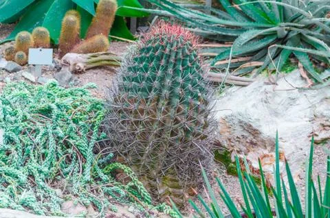 Cactus garden Stock Photos