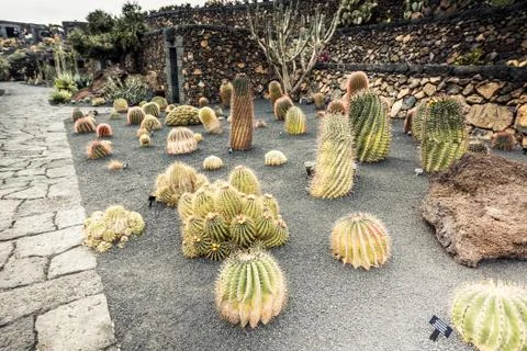 Cactus garden Stock Photos