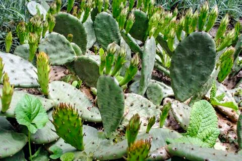 Cactus in the garden Stock Photos