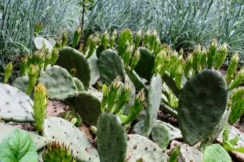 Cactus in the garden Stock Photos