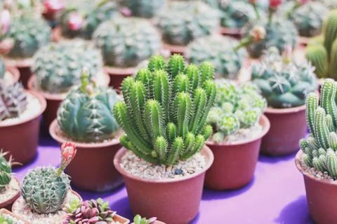 Cactus in the garden Stock Photos