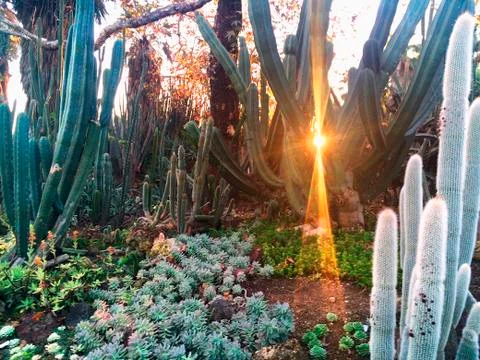 Cactus Garden Foto stock