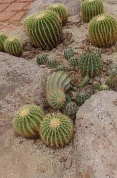 Cactus in the garden Stock Photos
