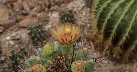 Cactus in the garden Stock Photos